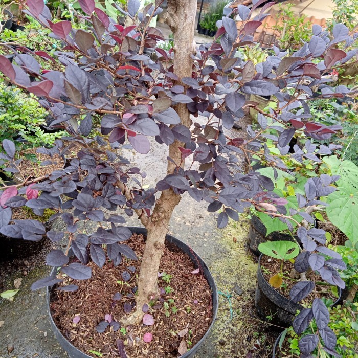 bonsai loropetalum serut merah