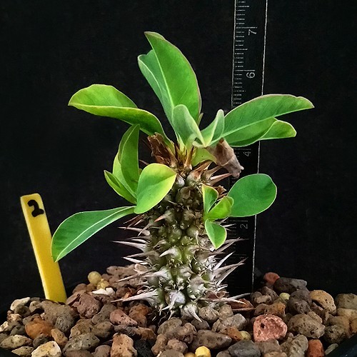 Euphorbia didiereoides, Pachycaul Sukulen Koleksi Rare