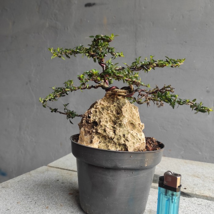 bonsai on the rock mame seribu bintang micro