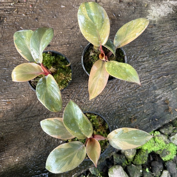 philodendron Black Cardinal Variegata Besar