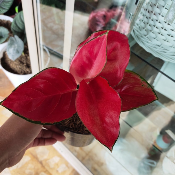 tanaman aglonema suksom jaipong stang pendek