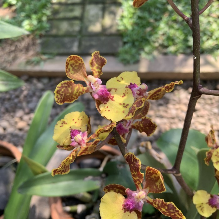 Lanceanum oncidium anggrek
