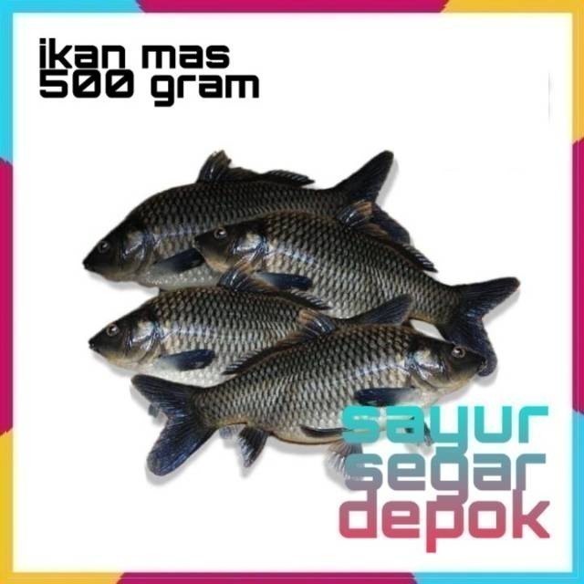 

Ikan mas 500 gram