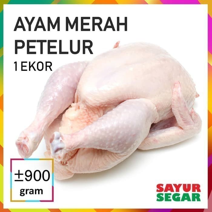 

Daging Ayam Petelur/Ayam Merah [1 Ekor, ±900G]