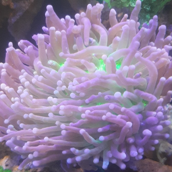 CORAL ANEMON PIRING SIZE L