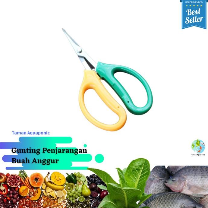 

Surprise Gunting Penjarangan Buah Anggur Deal