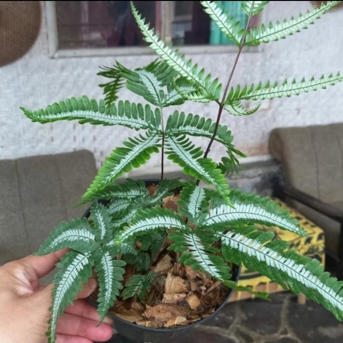 Tanaman hias pakis varigata - pakis gunung salak - pakis variegata