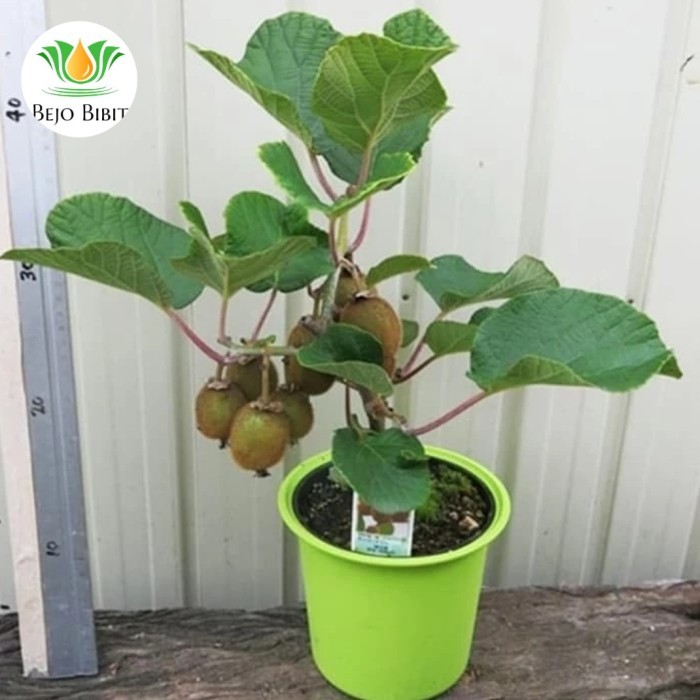 BIBIT TANAMAN BUAH KIWI GOLDEN-BIBIT KIWI JANTAN BETINA-KIWI GODEN