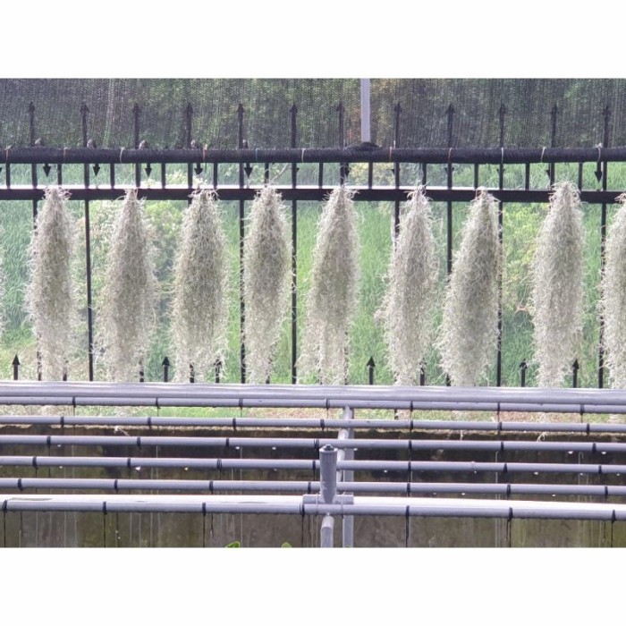 Tanaman hias Janggut musa