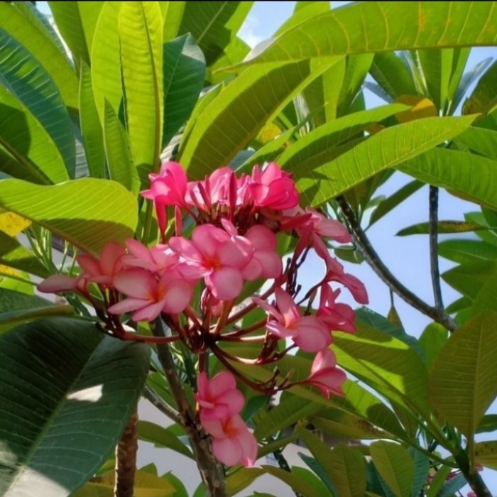 Pohon kamboja bali bunga pink tinggi 2meter