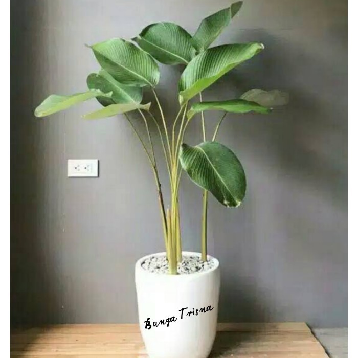 Tanaman hias indoor chalathea lutea pisang / daun pisang pot & batu