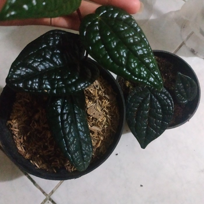 promo paket 2 pot tanaman sirih hitam asli langka