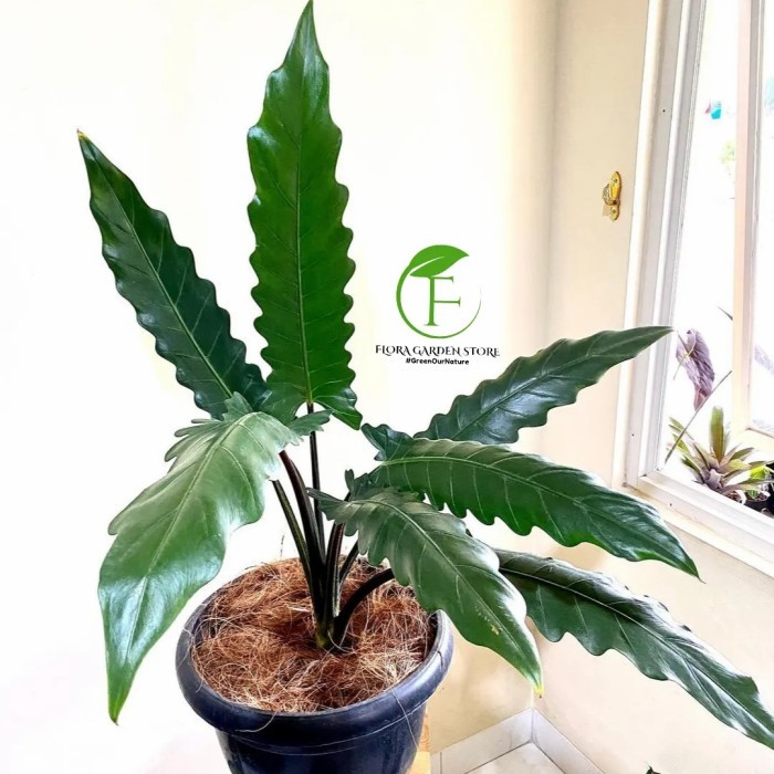Tanaman Hias Alocasia Lauterbachiana - Alocasia Keris Papua