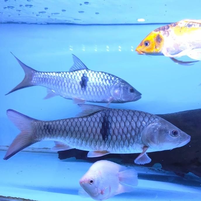 NEW IKAN HIAS IKAN HAMPALA PREDATOR JUMBO