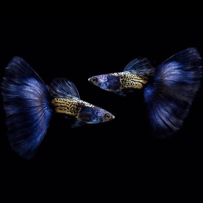 

BLUE- GUPPY METAL SNAKE SKIN BLUE TAIL / IKAN HIAS AIR TAWAR