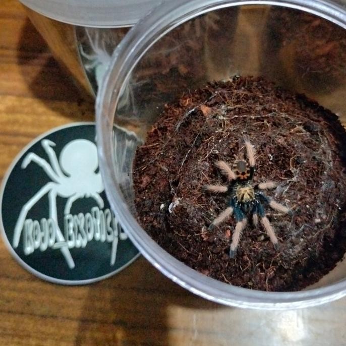 

BLUE- CHROMATOPELMA CYANEOPUBESCENS GBB GREEN BOTTLE BLUE | TARANTULA