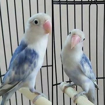 

BLUE- BURUNG LOVEBIRD BS/ LOVEBIRD BLUE SERIES