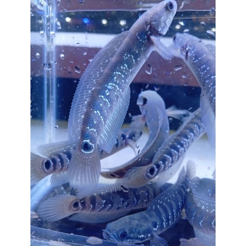chana asiatica white spot/ws 10cm isi 3ekor