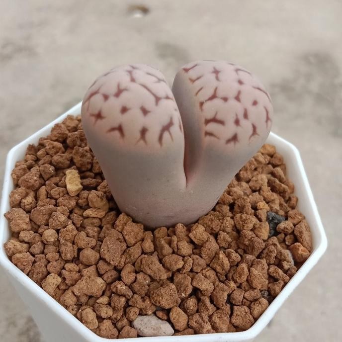 

lithops cactus seed COD