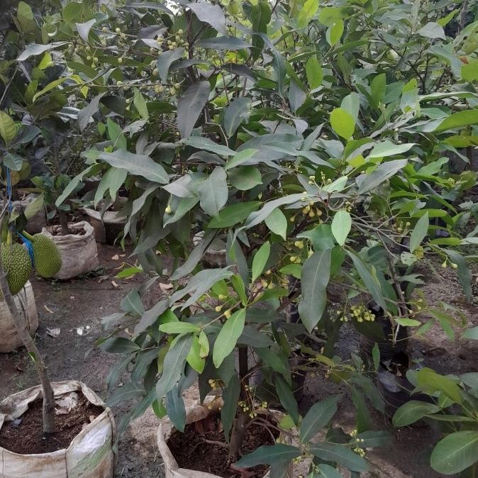 

Jambu madu deli berbunga cost japri COD