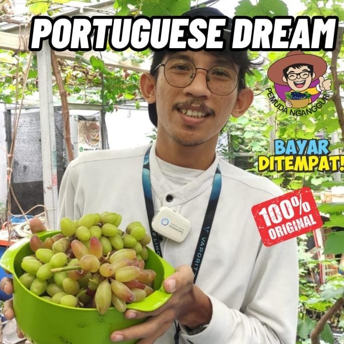 

BIBIT ANGGUR IMPORT PORTUGESE DREAM / NN06 BERAROMA COD