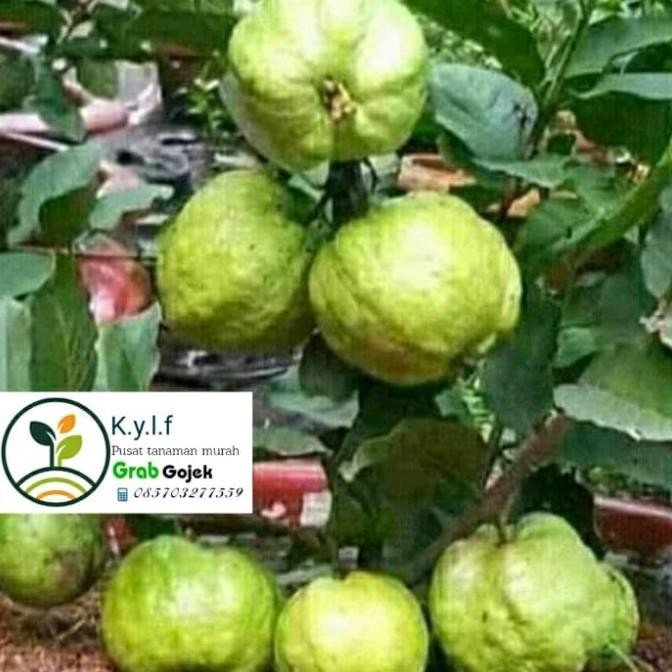 

jambu cristal / jambu kristal bangkok / buah jambu biji / pohon buah COD
