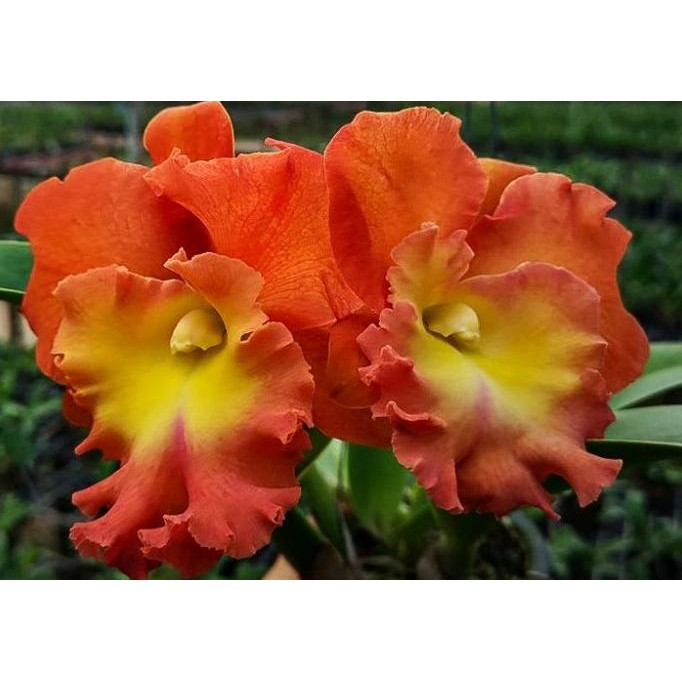 

Cattleya Star Of Siam COD