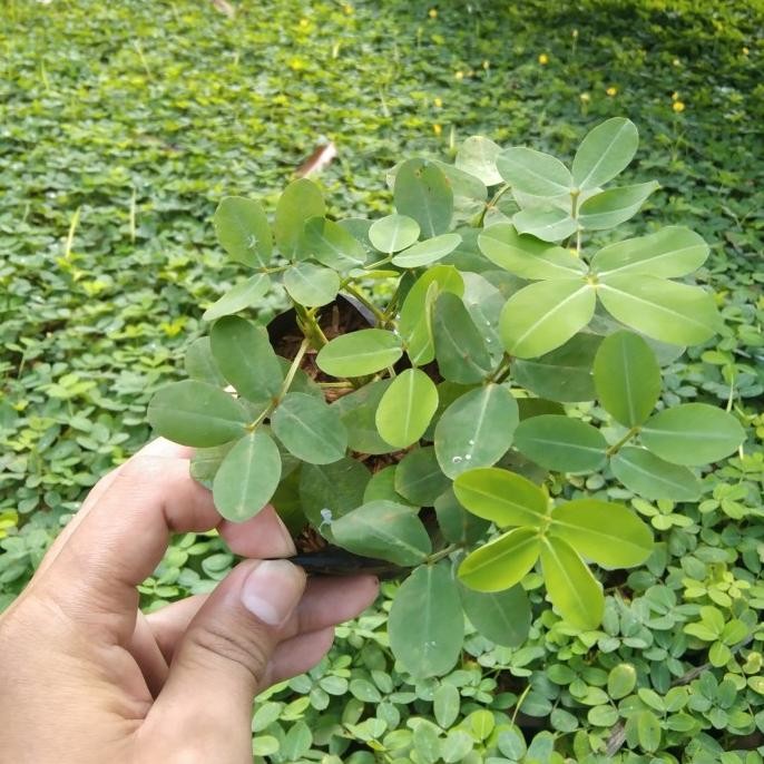 

paket 50 arachis pintoi kacangan landep harga murah COD