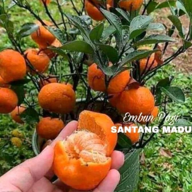 

Bibit Jeruk Santang madu dengan buah berwarna kuning Orange COD