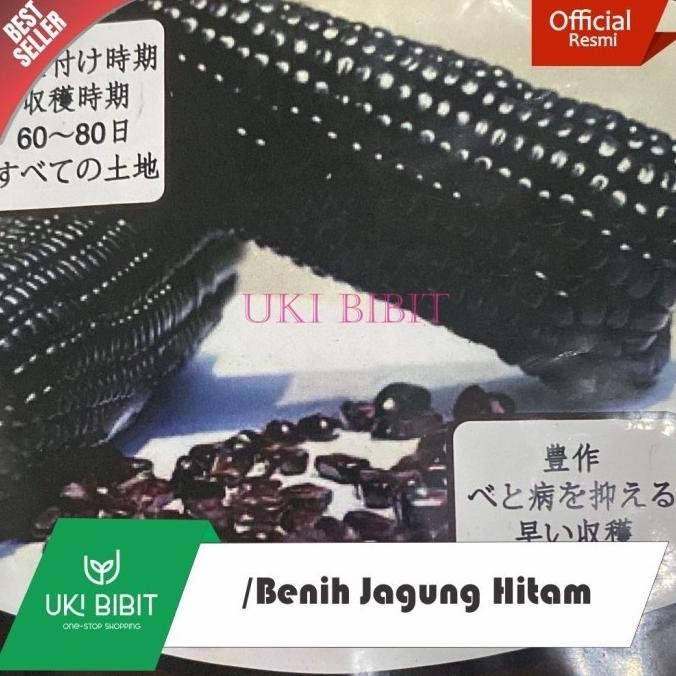 ( 500 Butir ) Benih Jagung Hitam | Jagung Ketan Hitam COD