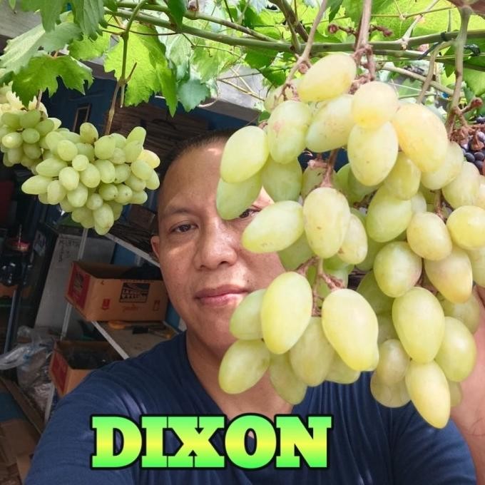 

(DIXON) BIBIT ANGGUR IMPORT PAK SUPRIANTO COD