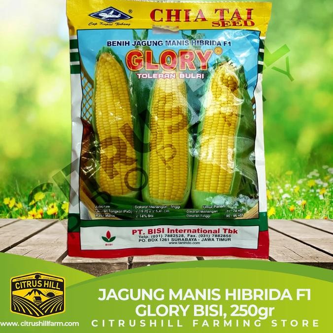 

BIBIT JAGUNG MANIS - BENIH JAGUNG MANIS GLORY CAP KAPAL TERBANG 250gr COD