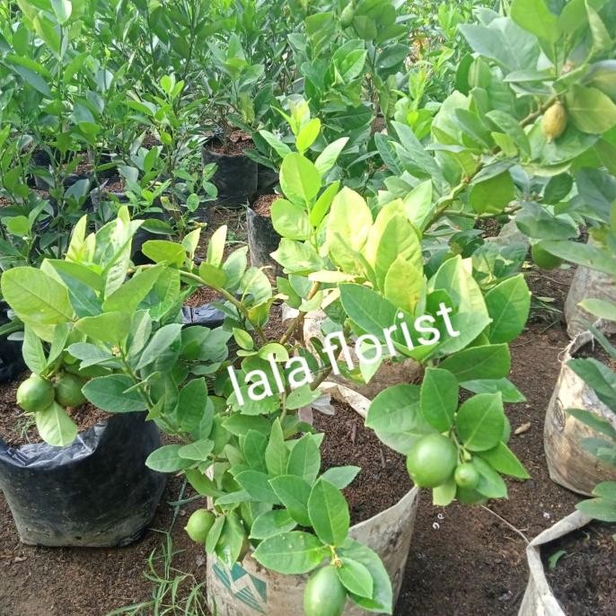 

pohon jeruk lemon sudah berbuah COD