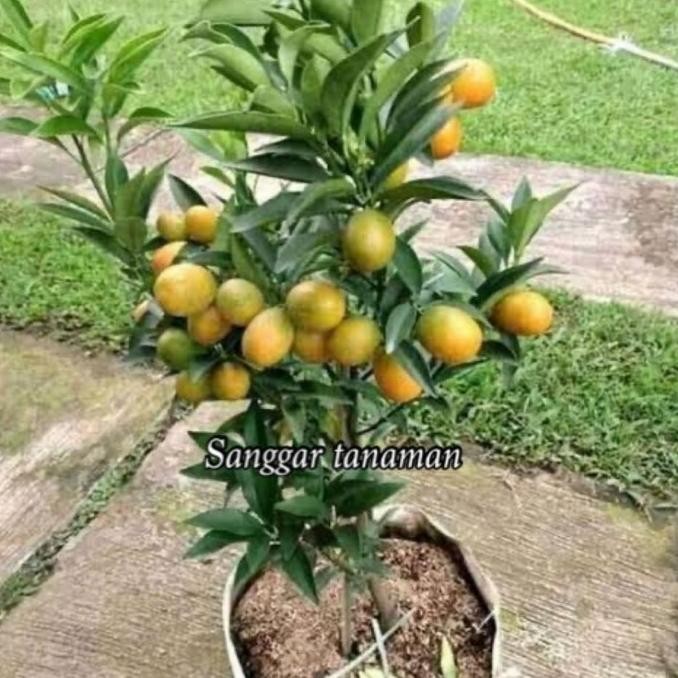 

TANAMAN JERUK NAGAMI SUDAH BERBUAH COD