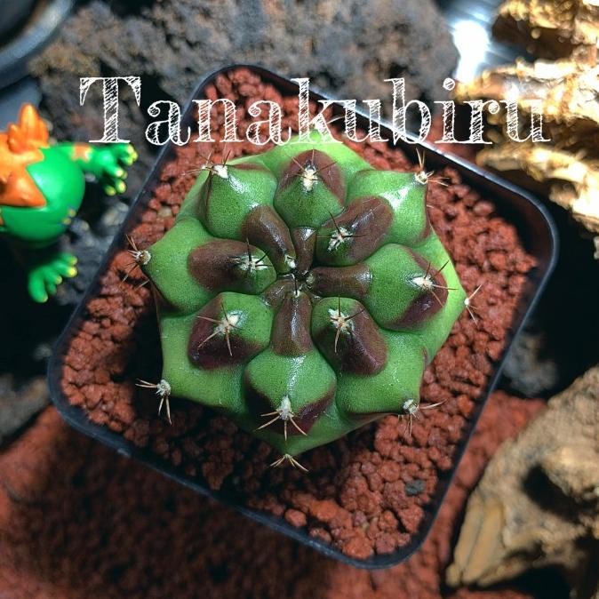 

Gymnocalycium Halloween Ownroot COD