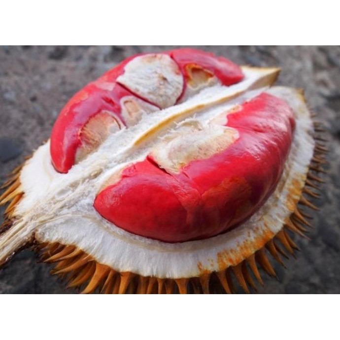 

Durian Merah COD