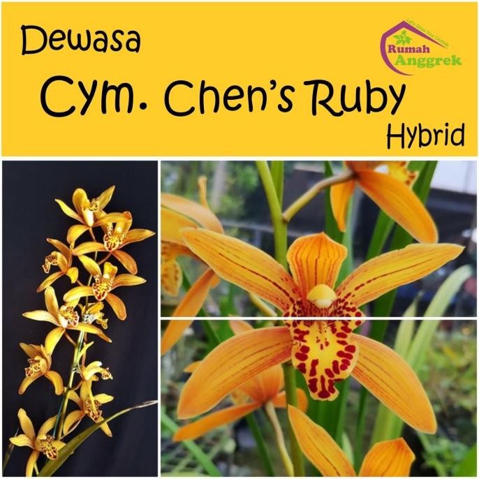 

Cymbidium Chens Ruby dewasa anggrek bawang chen's rubi cimbidium cym COD