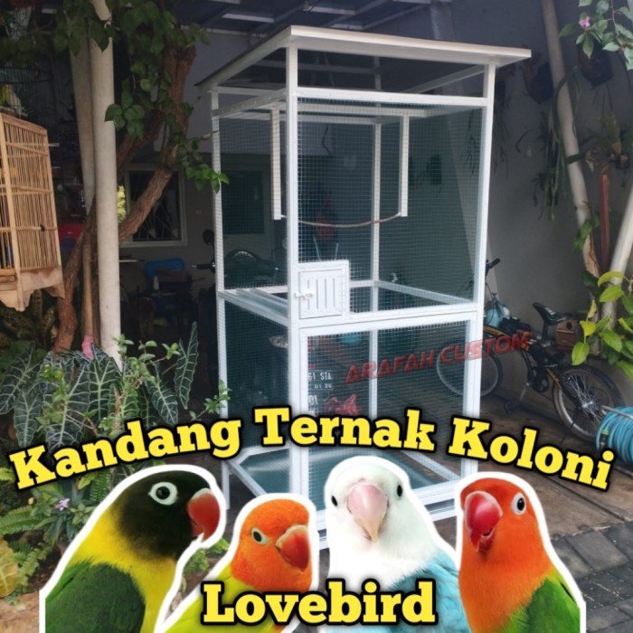 Sangkar Kandang Ternak Umbaran Koloni Burung Lovebird Murai Besar