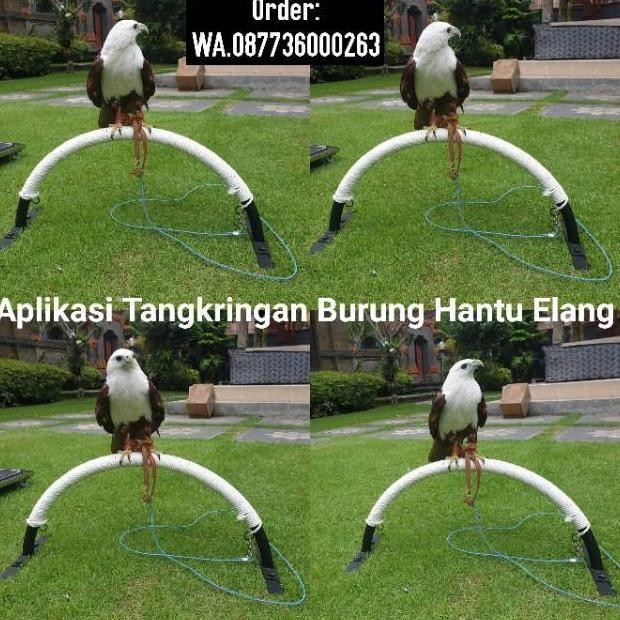 Tangkringan Burung Elang Hantu