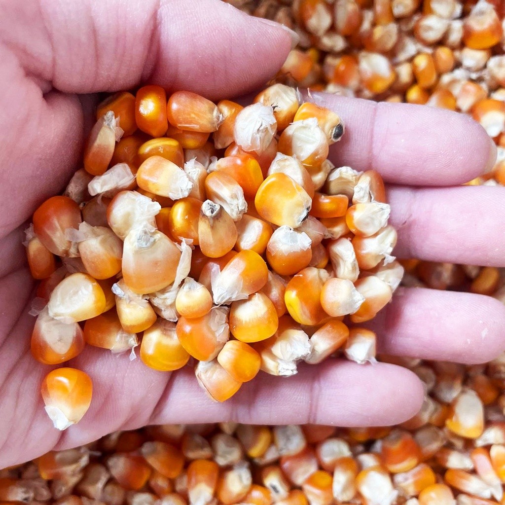 

JAGUNG BESAR REPACK 1KG