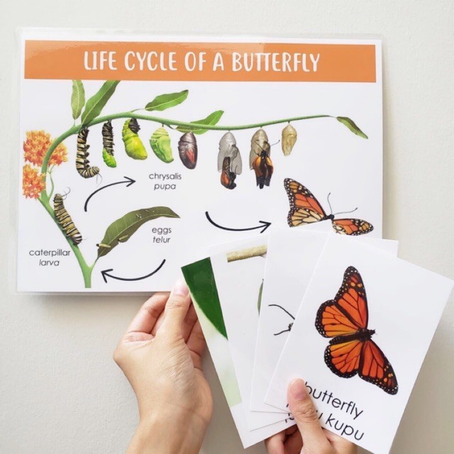 

TERBARU Life Cycle 3 Part Cards Safari PROMO!