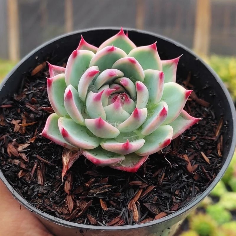 Sukulen Echeveria 'Chihuahuaensis'