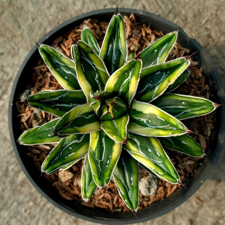 agave victoriae reginae