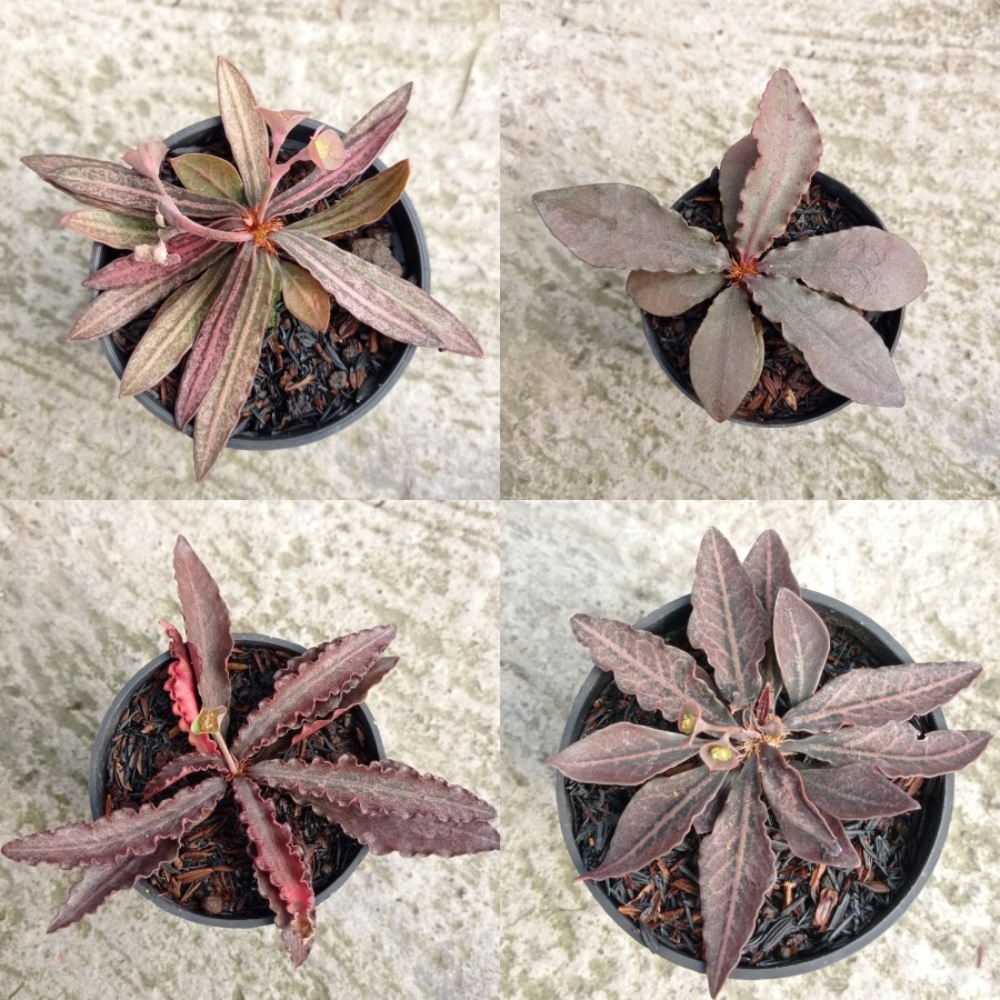 Euphorbia Francoisii hybrid Kaktus Sukulen Tanaman Hias