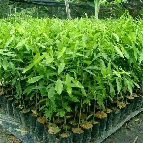 Bibit Kayu Gaharu Tinggi 1 Meter Asli 100% - Pohon Gaharu Wewangian Aquilaria