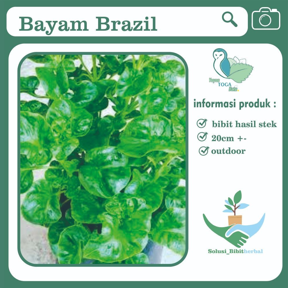 Bayam brazil sayur berkhasiat antioksidan kesehatan tulang import bibit