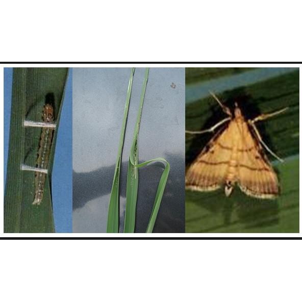 Insektisida NARALEL 550 EC 100ml untuk hama tanaman