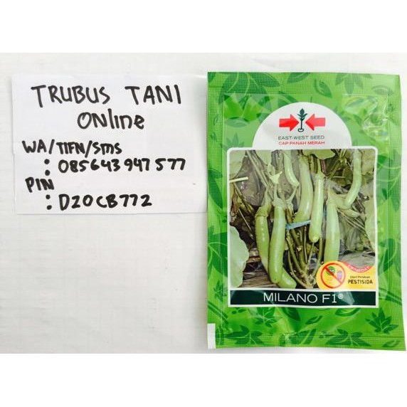 BENIH Terong Milano +/- 1.100 butir