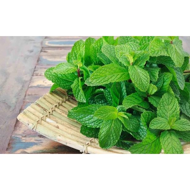 

Daun Nt Hiaan Garnih Nt Leaf Topg Maanan Daun Hia Nt