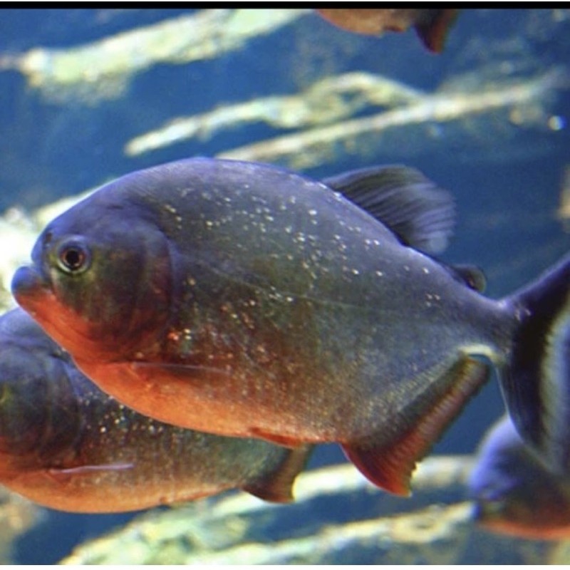 HIASAN AQUARIUM IKAN PIRANHA